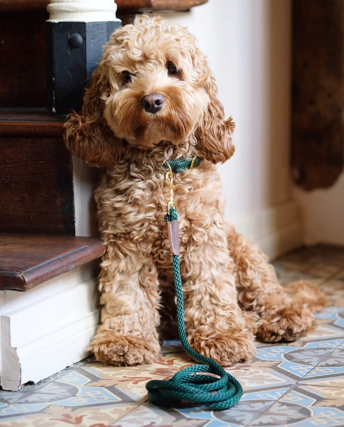 How to Choose the Perfect Dog Collar for Your Cockapoo – Nugget Nielsen