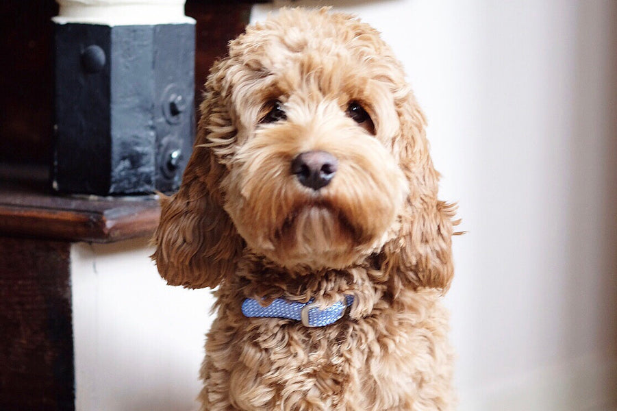 Best collar for goldendoodle puppy online