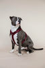 Dog Harness Active Velvet Bordeaux