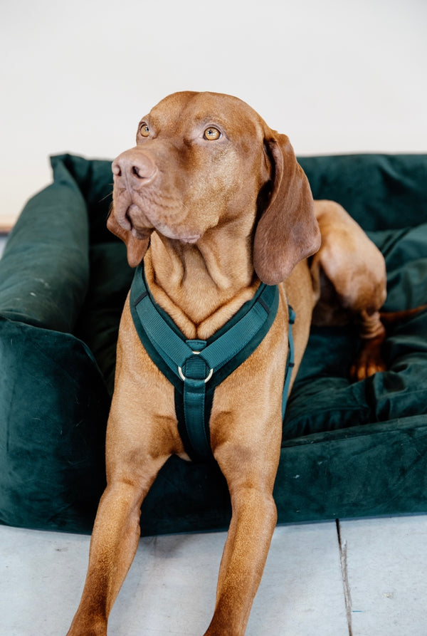 Dog Harness Active Velvet Pine Green