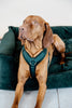 Dog Harness Active Velvet Pine Green