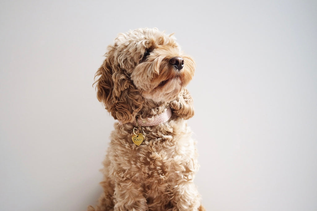 For the Love of Dogs