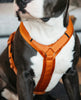 Dog Harness Active Velvet Orange