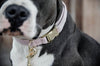 Dog Collar Velvet Light Rose