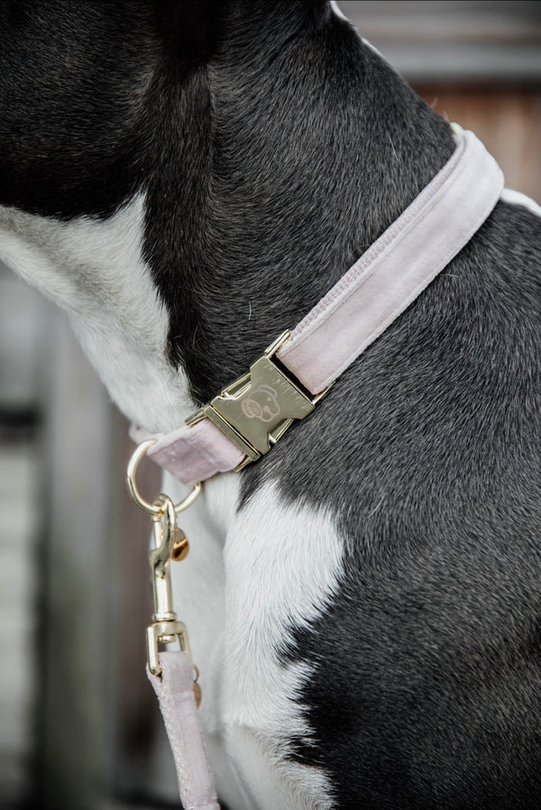 Dog Leash Velvet Light Rose