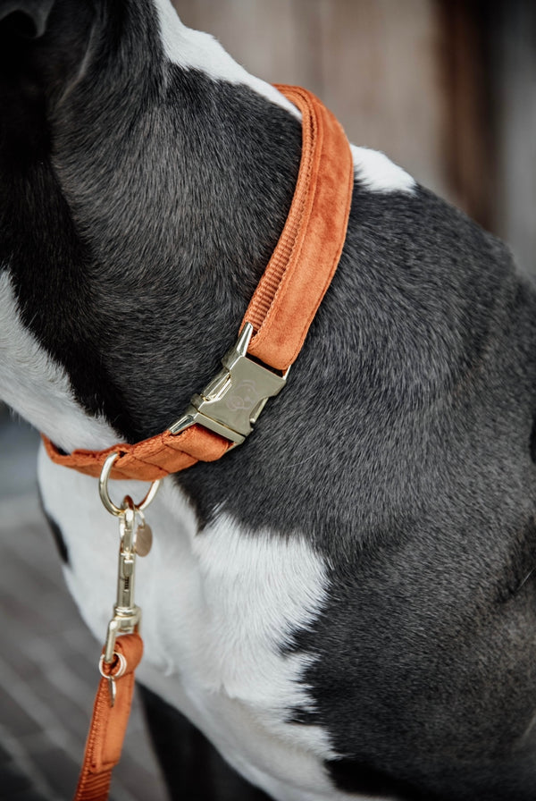 Dog Collar Velvet Orange