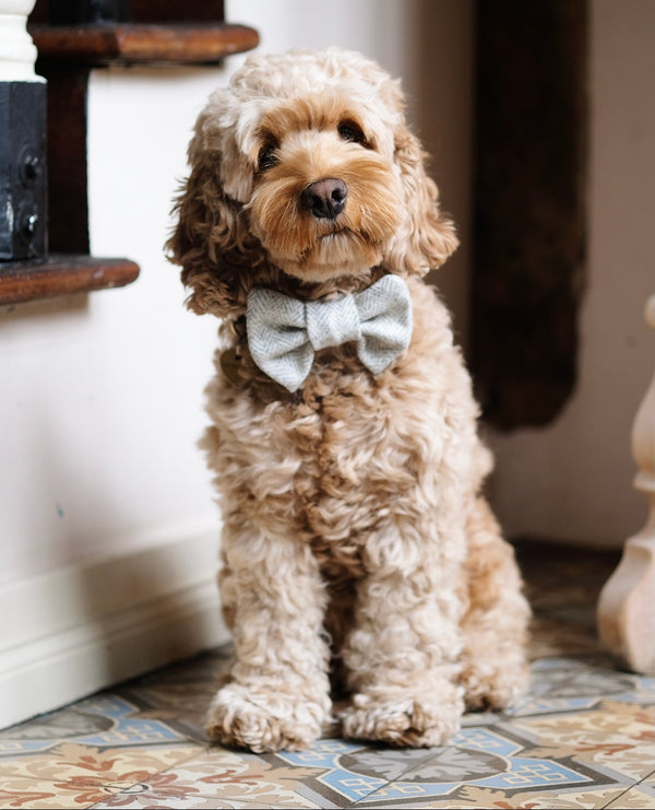 Bow Tie Light Grey