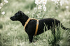 Dog Harness Velvet Mustard