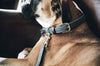 Plaited Nylon Dog Collar Navy