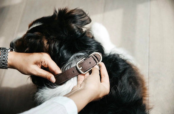 Dog Collar Velvet Leather Brown