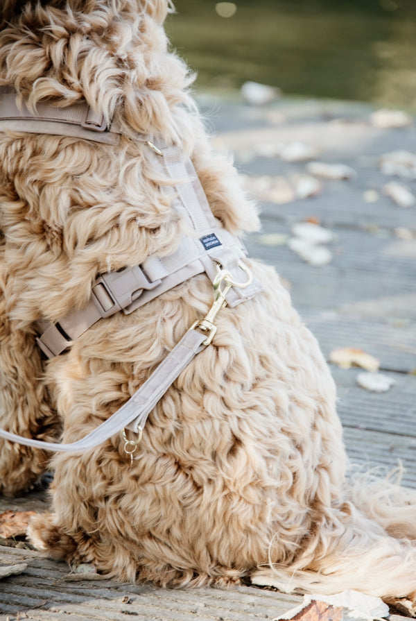 Dog Harness Active Velvet Beige