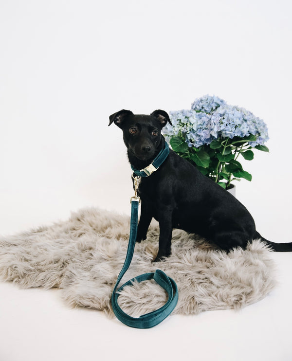 Dog Collar Velvet Emerald