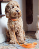 Dog Collar Orange