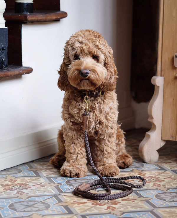 Dog Collar Brown