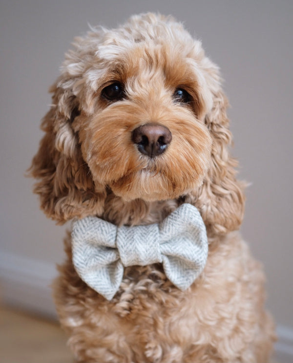 Bow Tie Light Grey