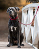 Dog Collar Corduroy Red