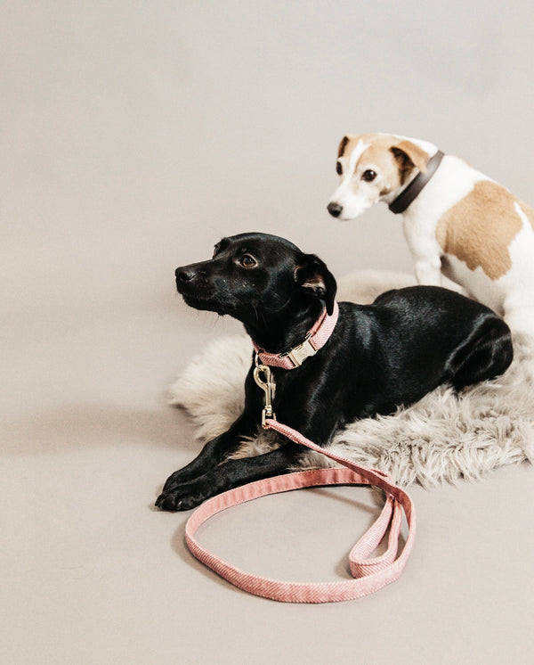 Dog Leash Wool Raspberry