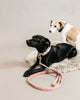 Dog Leash Wool Raspberry