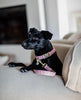Dog Leash Wool Raspberry