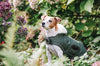 Dog Coat Waterproof