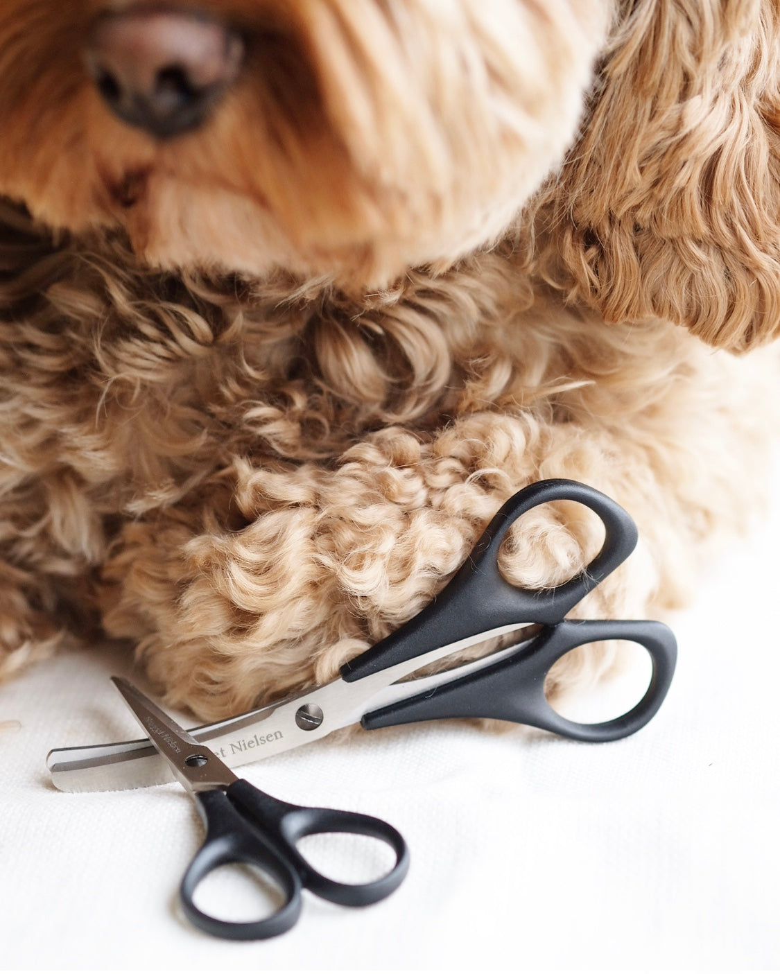 Dog Grooming Scissor Set Orange – Nugget Nielsen