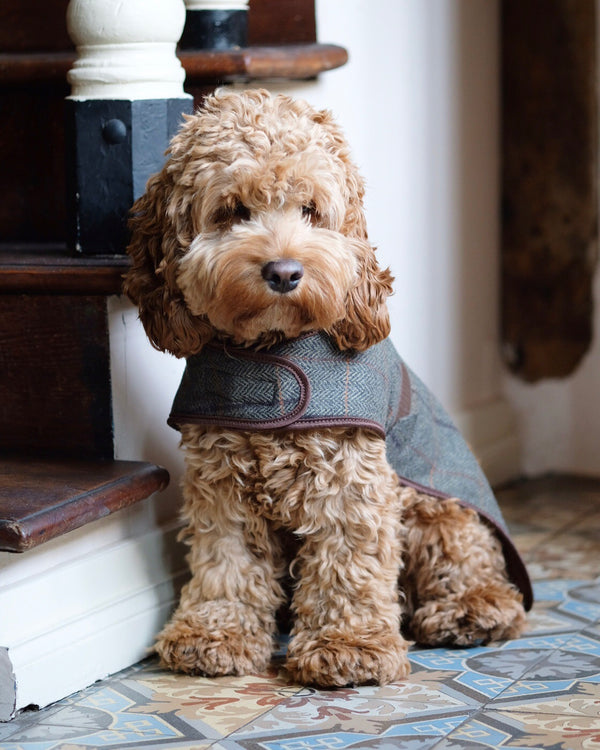 Tweed Dog Coat Brown